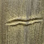 Salajane märk näol Kuidas ninavolt paljastab varjatud reaktsiooni õietolmule salajane-mark-naol-kuidas-ninavolt-paljastab-varjatud-reaktsiooni-oietolmule.webp.webp